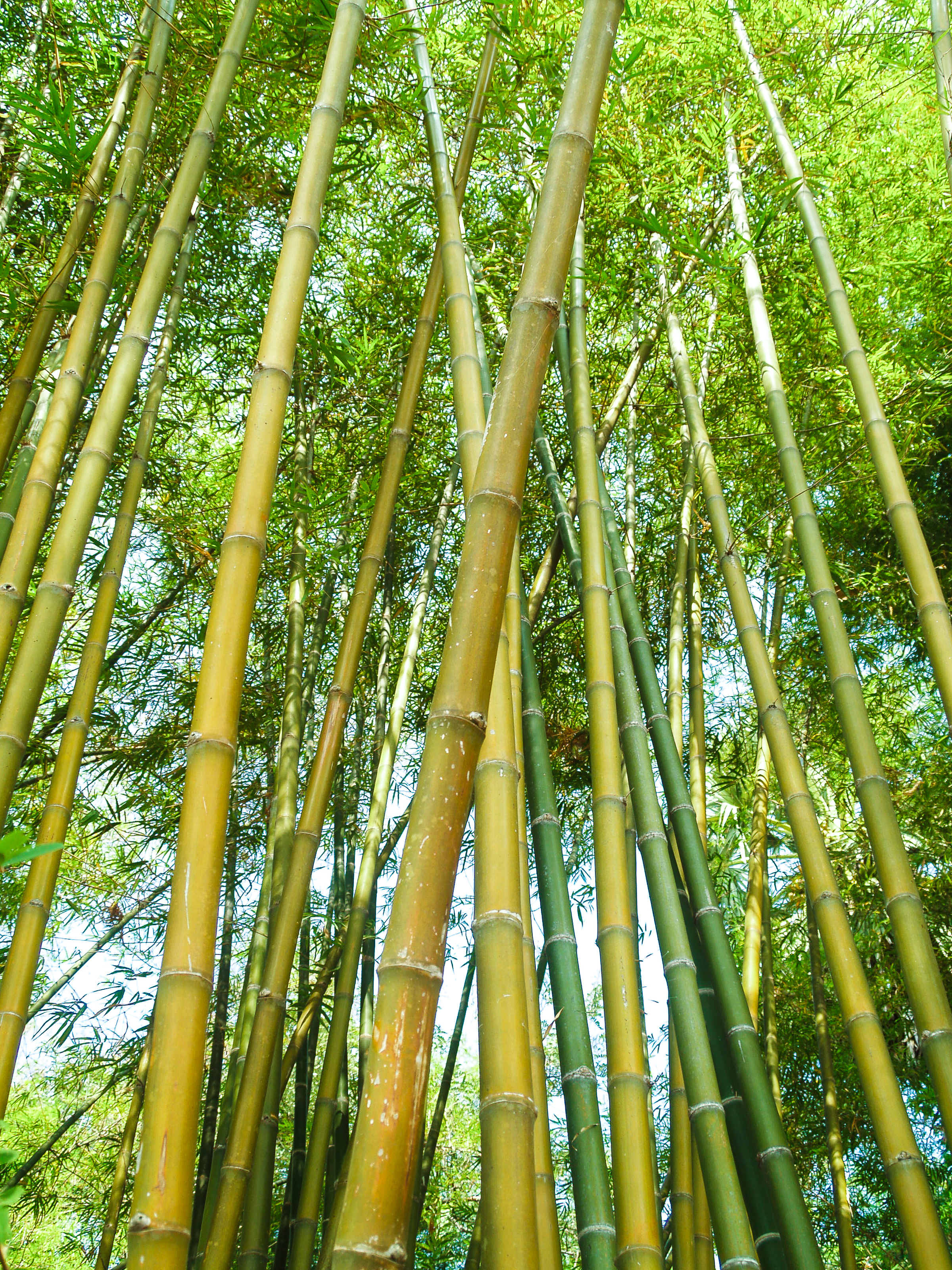 Bamboe ⁣snijplanken: zijn ze echt de beste keuze voor ​je messen?